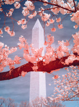 Load image into Gallery viewer, Cherry Blossom Postcards: (Thirty 4x6 inch Cards) - Case of 100