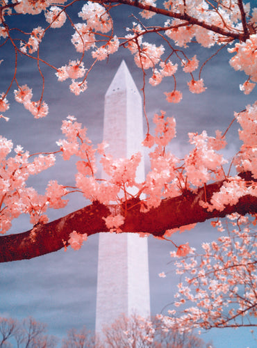 Cherry Blossom Postcards: (Thirty 4x6 inch Cards)