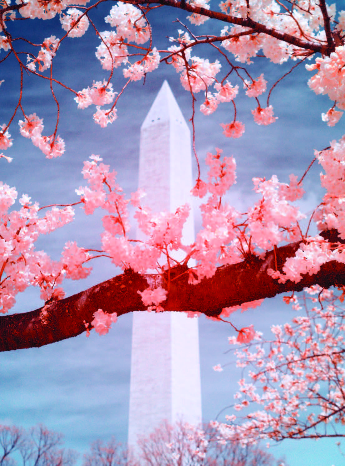 Cherry Blossom Postcards: (Thirty 4x6 inch Cards)