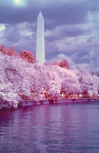 Load image into Gallery viewer, Cherry Blossom Postcards: (Thirty 4x6 inch Cards)