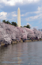 Load image into Gallery viewer, Cherry Blossom Postcards: (Thirty 4x6 inch Cards)
