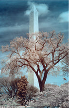 Load image into Gallery viewer, Cherry Blossom Postcards: (Thirty 4x6 inch Cards) - Case of 100