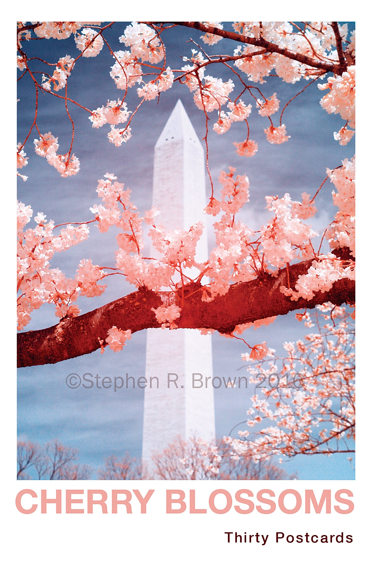 Cherry Blossom Postcards: (Thirty 4x6 inch Cards) - Case of 100